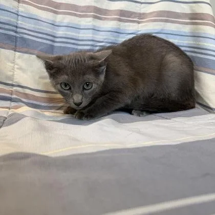 A baby small-sized female Domestic Short Hair cat named Fanta for adoption in Janesville, WI