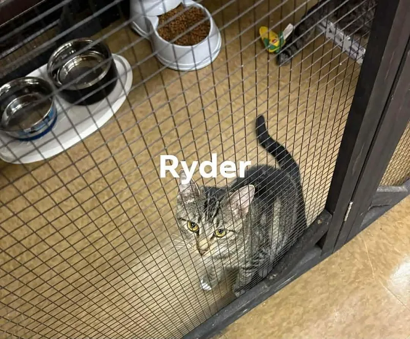 A baby small-sized male American Shorthair cat named Ryder for adoption in East Orange, NJ