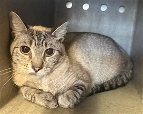 An adult medium-sized female Siamese cat named Pepper for adoption in Lancaster, CA