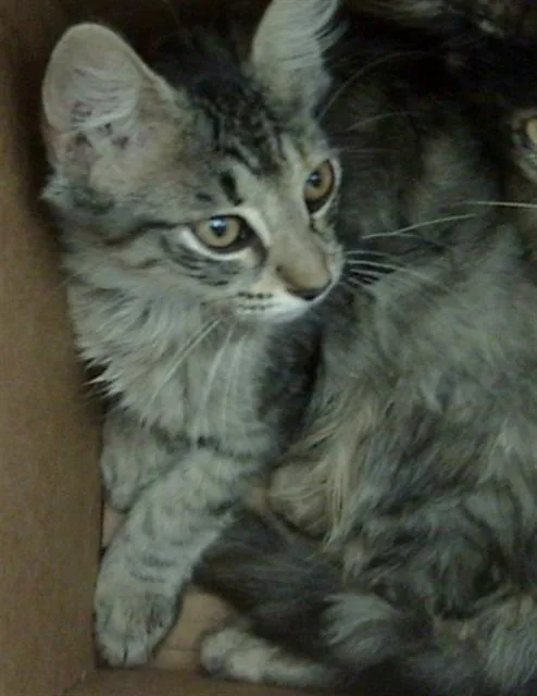 A baby medium-sized female Domestic Medium Hair cat named Alice for adoption in Dallas, TX