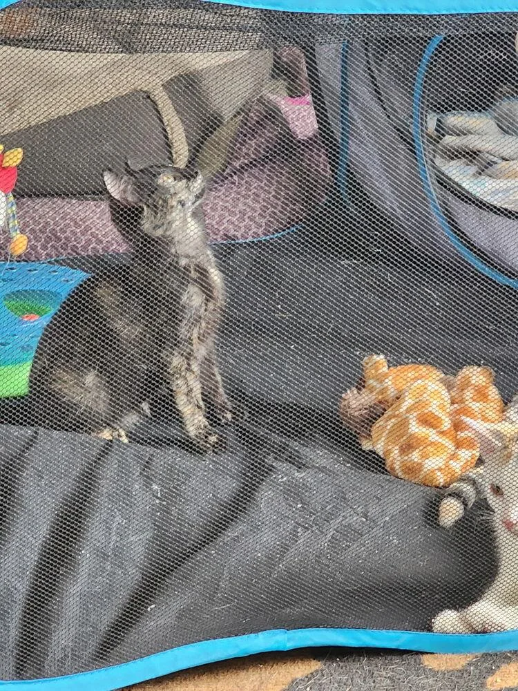 A baby small-sized female Domestic Short Hair cat named Chick Pea for adoption in Parker, CO