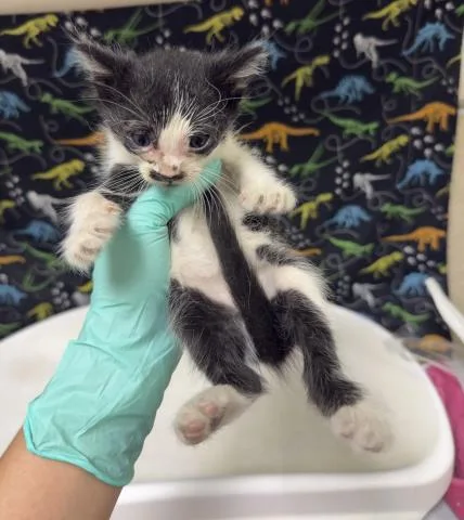 A baby small-sized male Domestic Short Hair cat named Mist for adoption in Riverside, CA