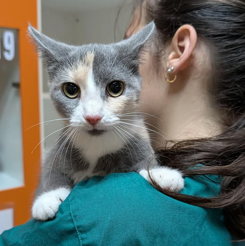 A young medium-sized female Domestic Short Hair cat named Willow for adoption in Accident, MD