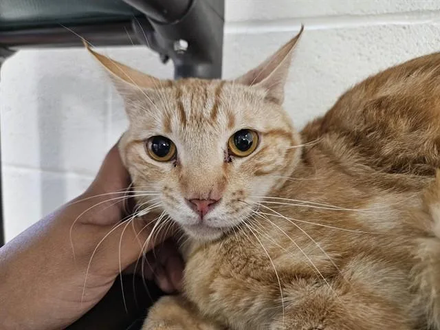 An adult small-sized male Domestic Short Hair cat named Hawaii for adoption in Tucson, AZ