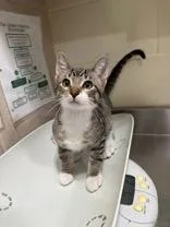 A young medium-sized male Tabby (Brown / Chocolate) Domestic Short Hair cat named Doodle Bones for adoption in Manitowoc, WI
