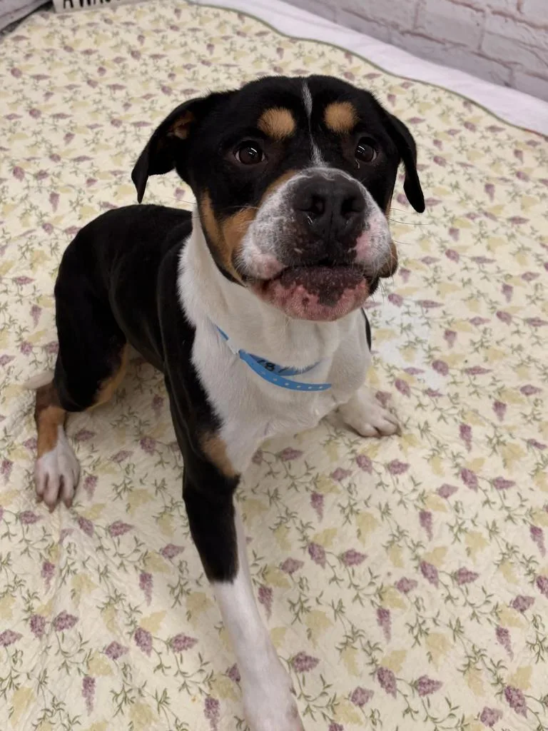 An adult medium-sized male Mixed Breed dog named Ronaldo for adoption in Detroit, MI