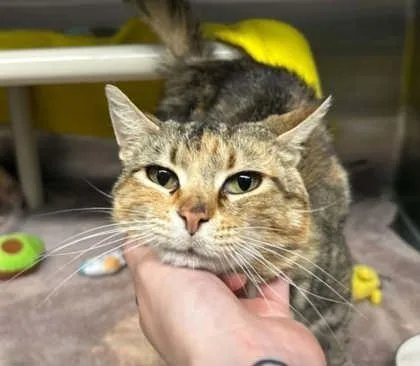 An adult large-sized female Domestic Short Hair cat named Sun for adoption in Munster, IN