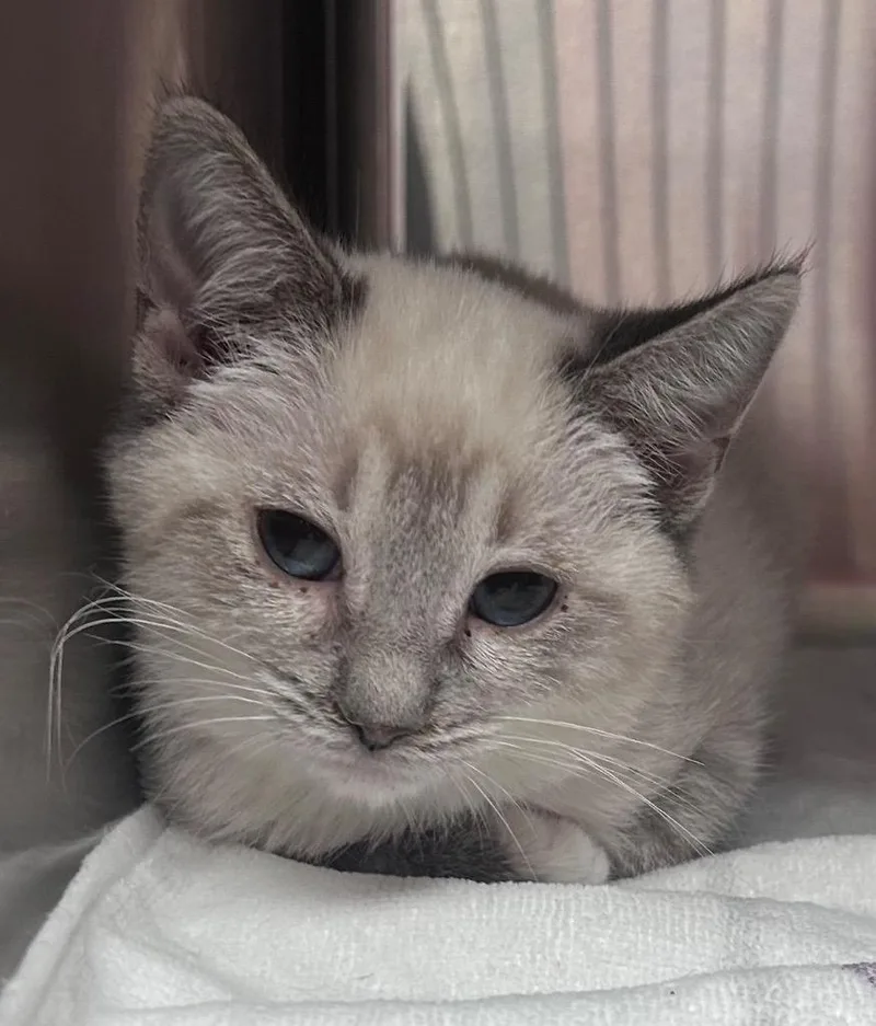 A baby medium-sized male Domestic Short Hair cat named Maverick for adoption in Cumming, GA