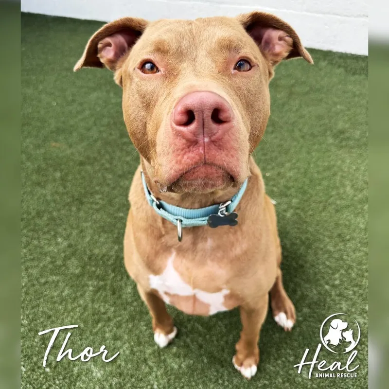 An adult large-sized male Red / Chestnut / Orange Pit Bull Terrier dog named Thor for adoption in Youngwood, PA