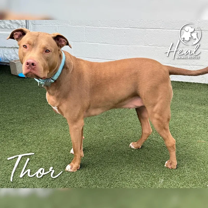 Thor thumbnail 2