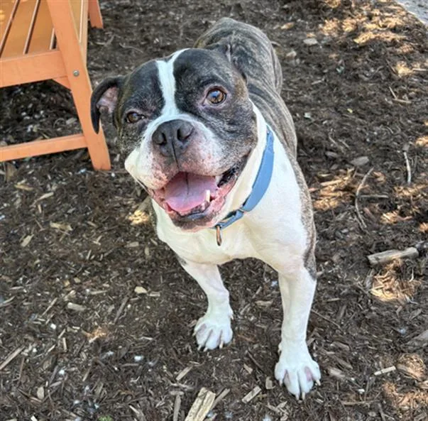 An adult large-sized male Boxer dog named Rollie for adoption in Denver, CO