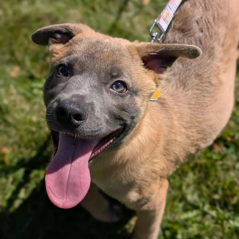 A baby small-sized female Mixed Breed dog named Samantha for adoption in Thomaston, ME