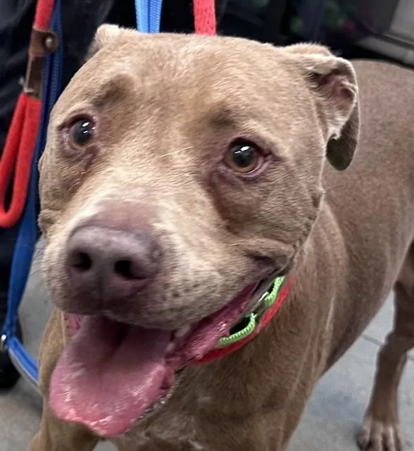 An adult large-sized male Pit Bull Terrier dog named Brother Bear for adoption in Tucson, AZ