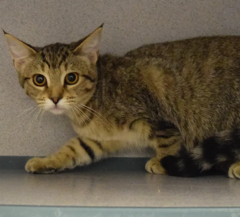 A young medium-sized male Tabby (Buff / Tan / Fawn) Domestic Short Hair cat named 22487 for adoption in Broken Arrow, OK
