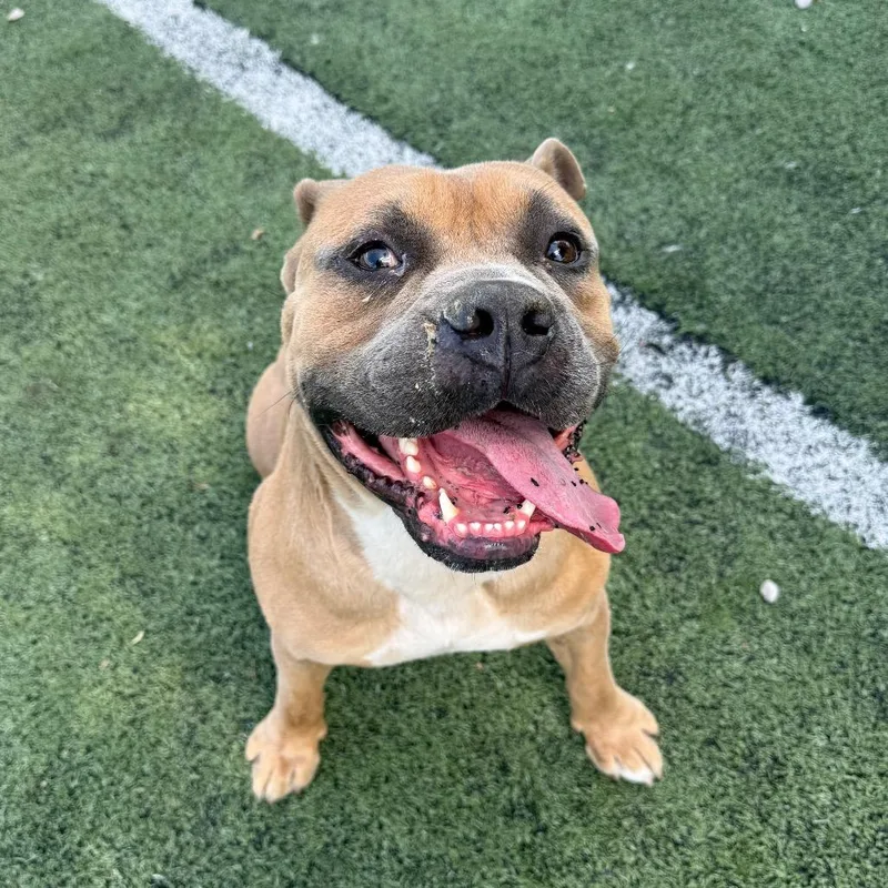 An adult large-sized male Yellow / Tan / Blond / Fawn Mixed Breed dog named Papa Joe for adoption in Memphis, TN