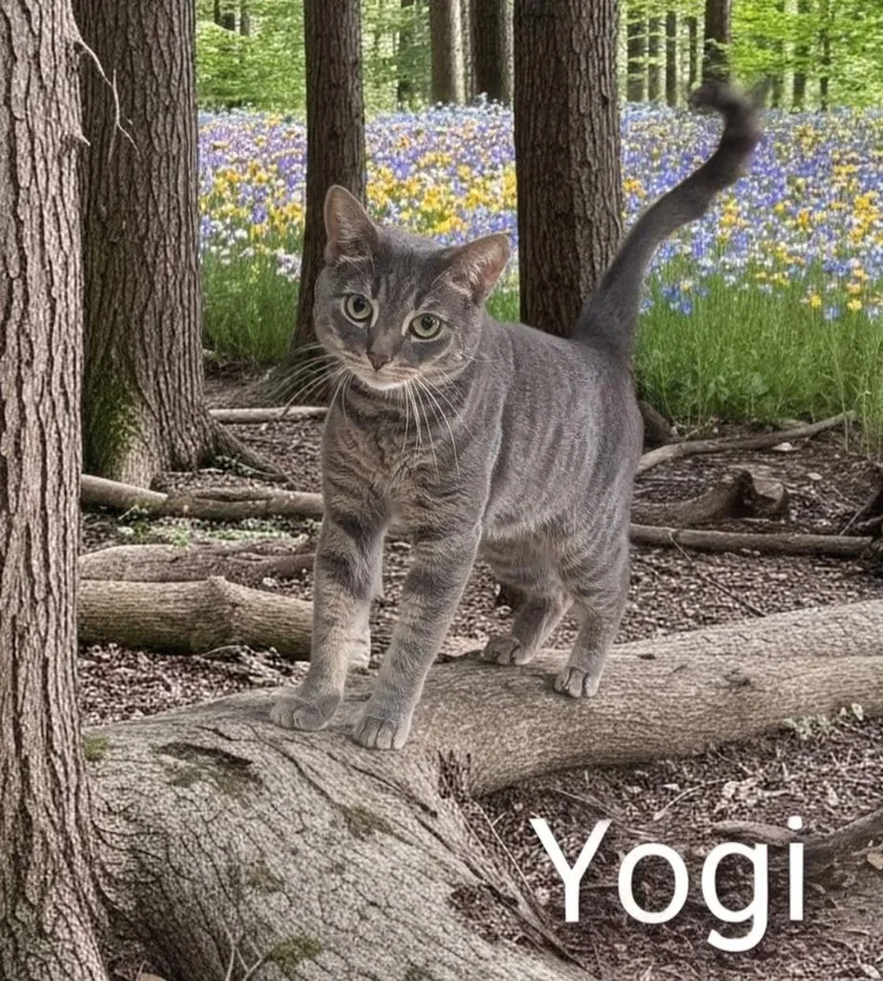 An adult medium-sized male Domestic Short Hair cat named Yogi for adoption in Jim Thorpe, PA