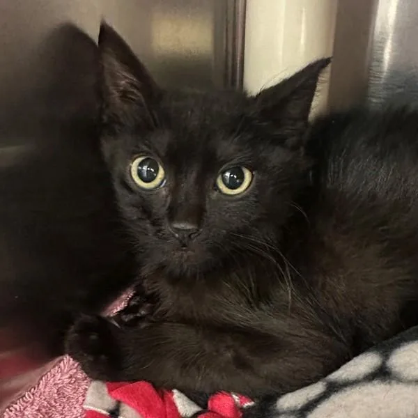 A baby small-sized male Domestic Short Hair cat named Paul Reed Smith for adoption in Walnut Creek, CA