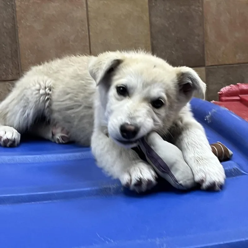 Primrose thumbnail 3