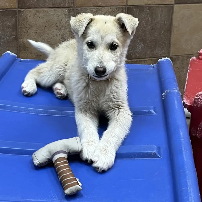 Primrose thumbnail 4