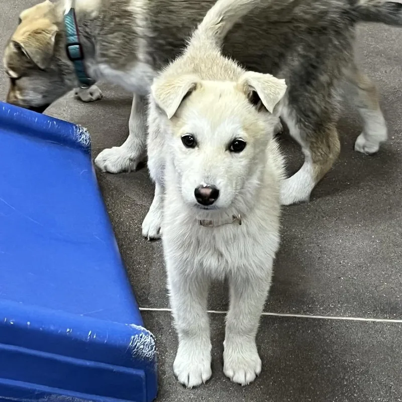 Primrose thumbnail 5