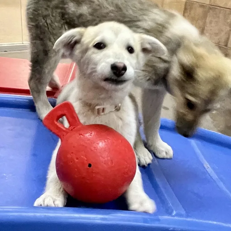 Primrose thumbnail 6