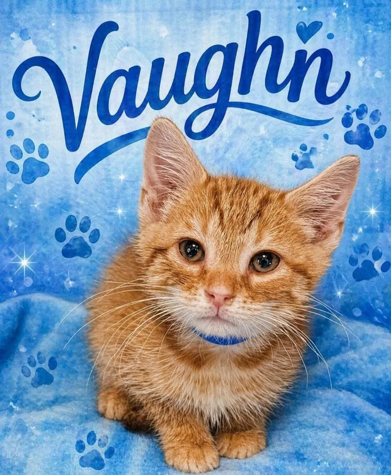 A baby small-sized male Domestic Short Hair cat named Vaughn for adoption in Washington Court House, OH