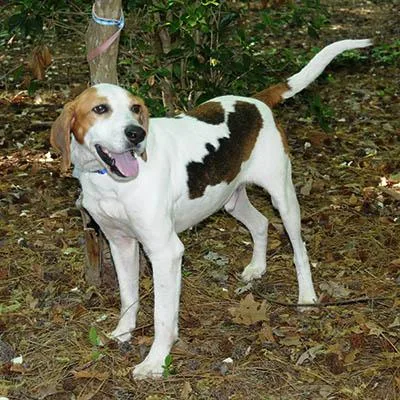 An adult medium-sized male Tricolor (Brown, Black, & White) Hound dog named Duncan for adoption in Lake Wylie, SC