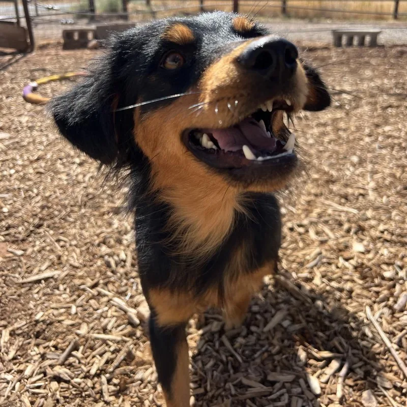 An adult medium-sized female Black Mixed Breed dog named Grain Free for adoption in Moab, UT