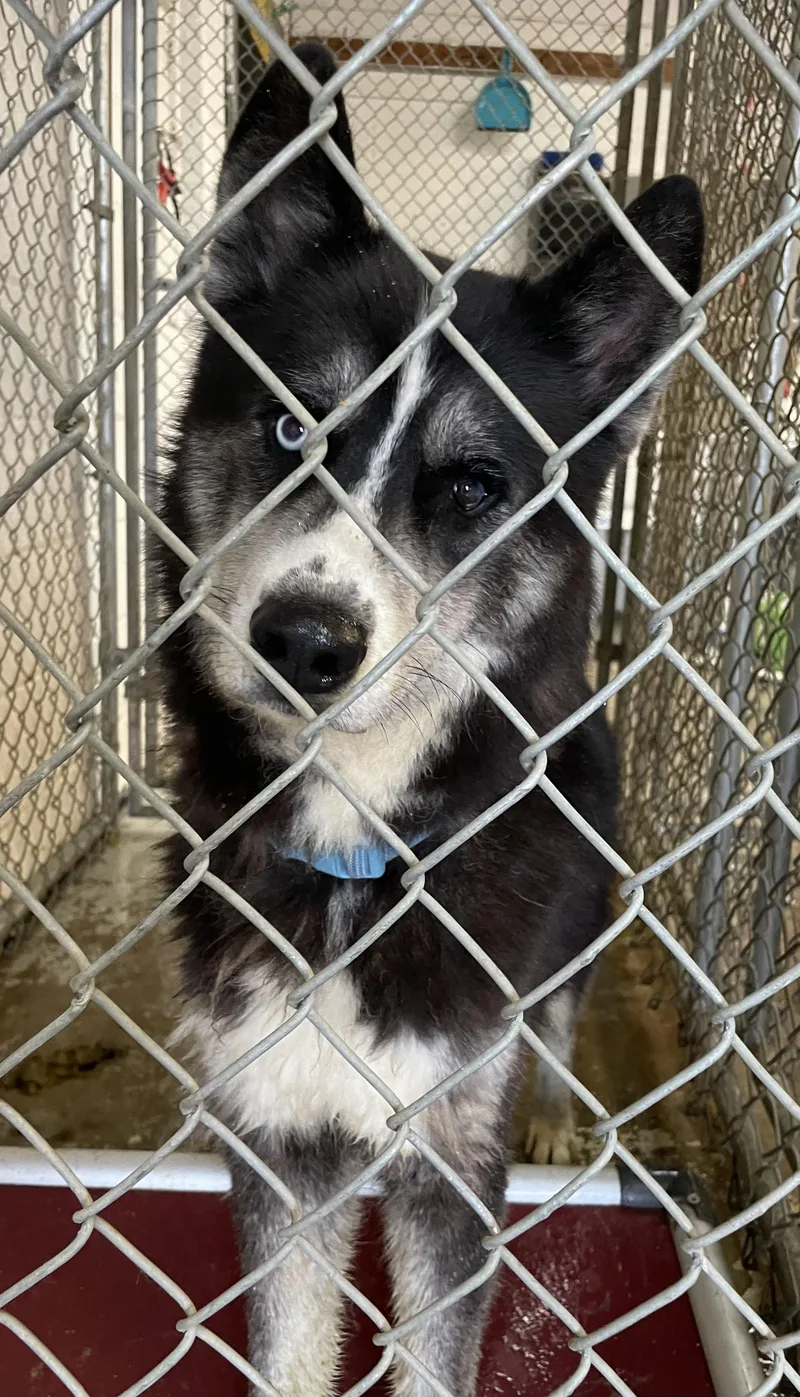 A young large-sized male Tricolor (Brown, Black, & White) Husky dog named Pirate Hold for adoption in Canton, OH
