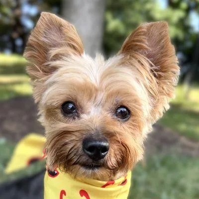 An adult small-sized female Yorkshire Terrier dog named Tonya for adoption in Arlington, VA