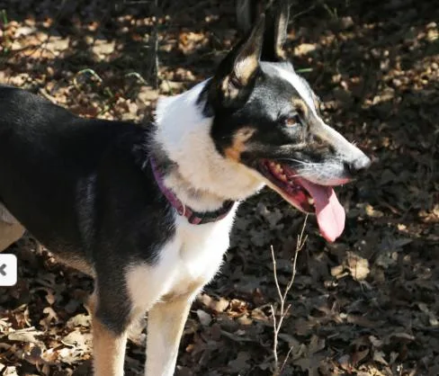 A young large-sized male Tricolor (Brown, Black, & White) Terrier dog named Speedy for adoption in Spring, TX