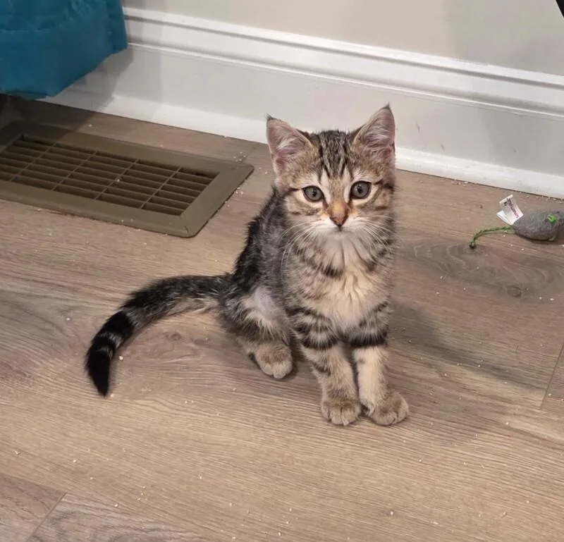 A baby medium-sized female Tabby (Brown / Chocolate) Domestic Short Hair cat named Athena for adoption in Colmar, PA