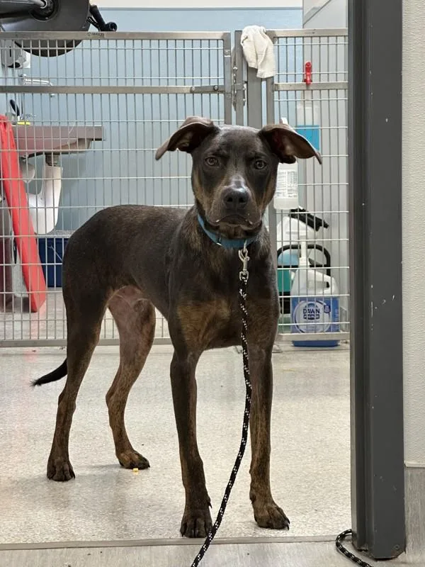 A young large-sized female Labrador Retriever dog named Sable for adoption in San Diego, CA