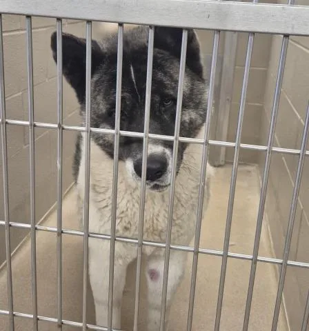 An adult large-sized male Akita dog named Good Luck Bear for adoption in Decatur, IL