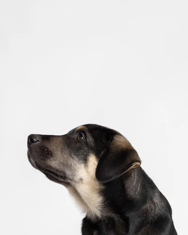 Blakenick Of Time Litter thumbnail 3