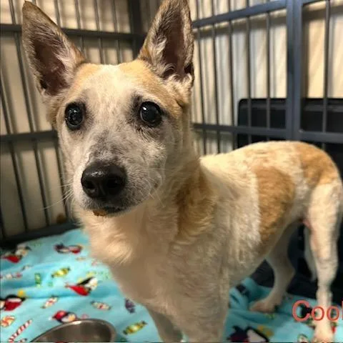 An adult small-sized female White / Cream Mixed Breed dog named Cookie Dough for adoption in Knoxville, TN