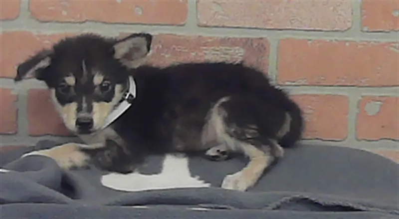 A baby small-sized male German Shepherd Dog dog named Rome for adoption in Houston, TX