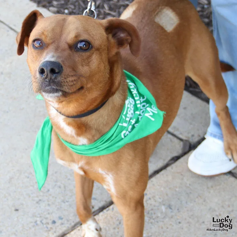 A young medium-sized female Labrador Retriever dog named Zip for adoption in Washington, DC