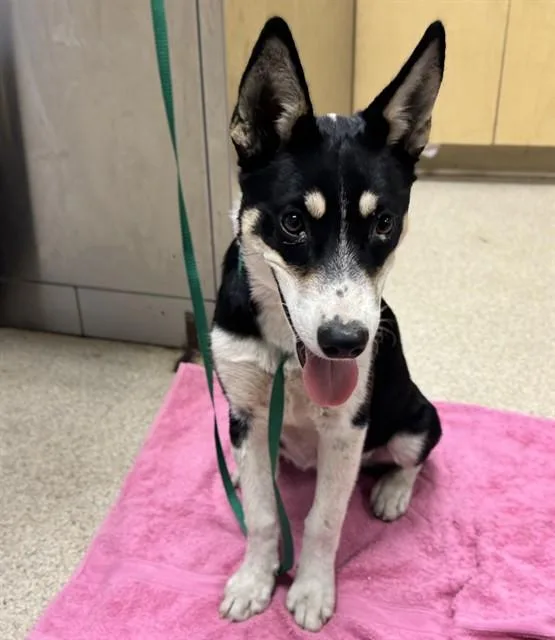 A young medium-sized female Shepherd dog named Katie for adoption in Riverside, CA