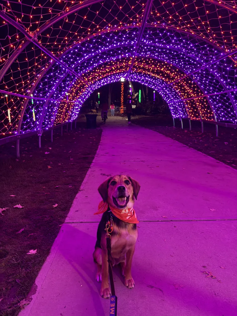 A young medium-sized male Beagle dog named Monty for adoption in Avon, OH