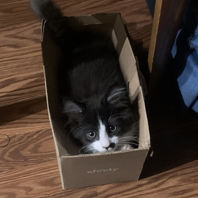 A baby medium-sized male Domestic Medium Hair cat named Balenciaga for adoption in Davis, CA