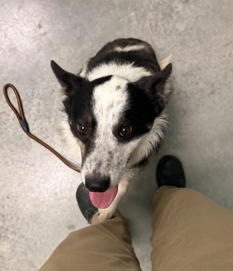 An adult medium-sized male Tricolor (Brown, Black, & White) Australian Cattle Dog / Blue Heeler dog named Rocky for adoption in Manchester, TN
