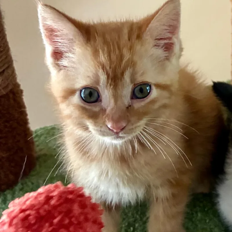 A baby medium-sized male Orange & White Domestic Short Hair cat named Andy for adoption in Gastonia, NC