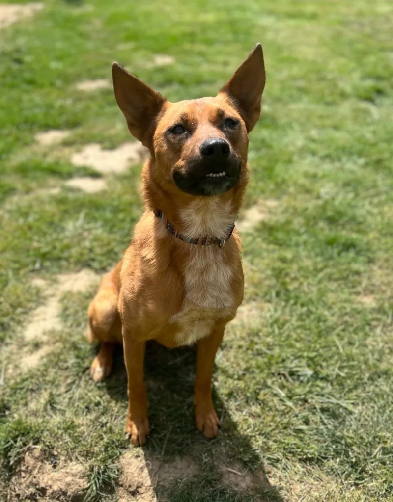 An adult medium-sized female Mixed Breed dog named Nala for adoption in Rochester, WA