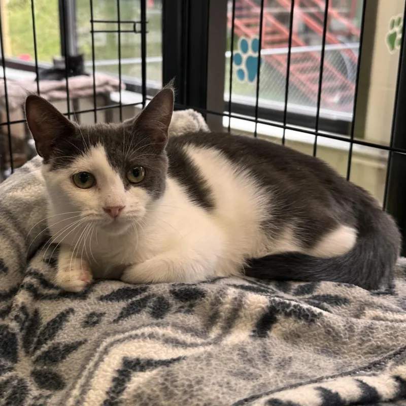 A baby small-sized female Gray / Blue / Silver Domestic Short Hair cat named Regan for adoption in Rocky Mount, VA