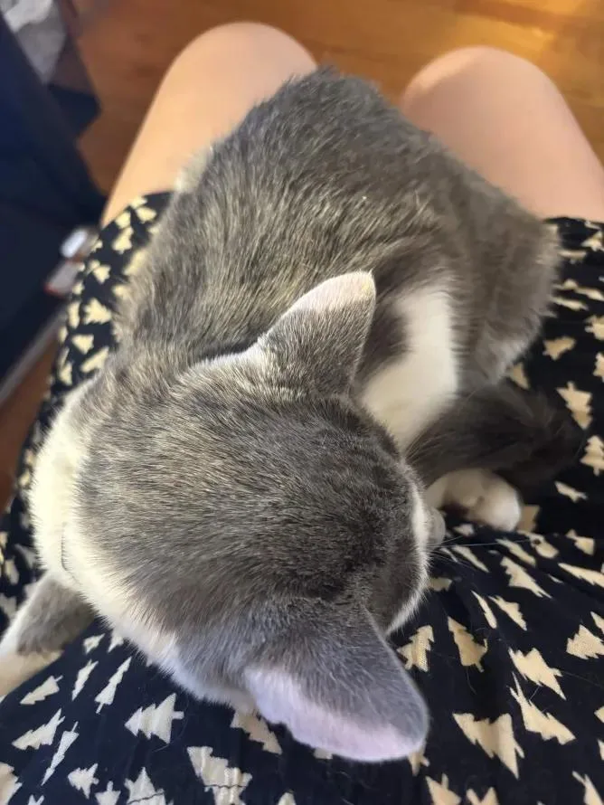 Francisco Goya thumbnail 2