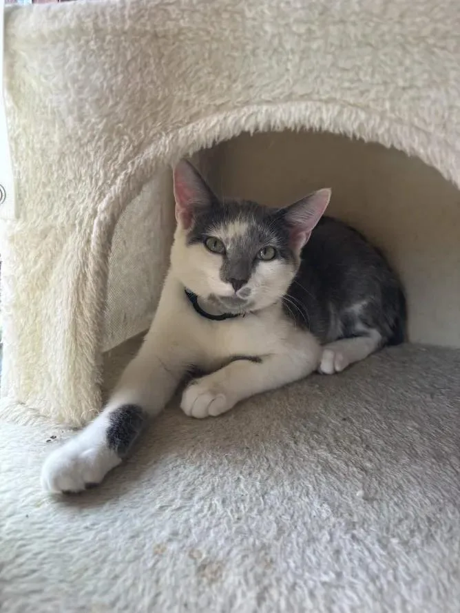 Francisco Goya thumbnail 4