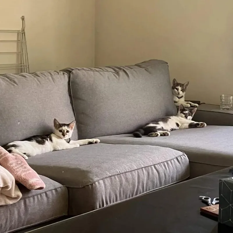 Francisco Goya thumbnail 5