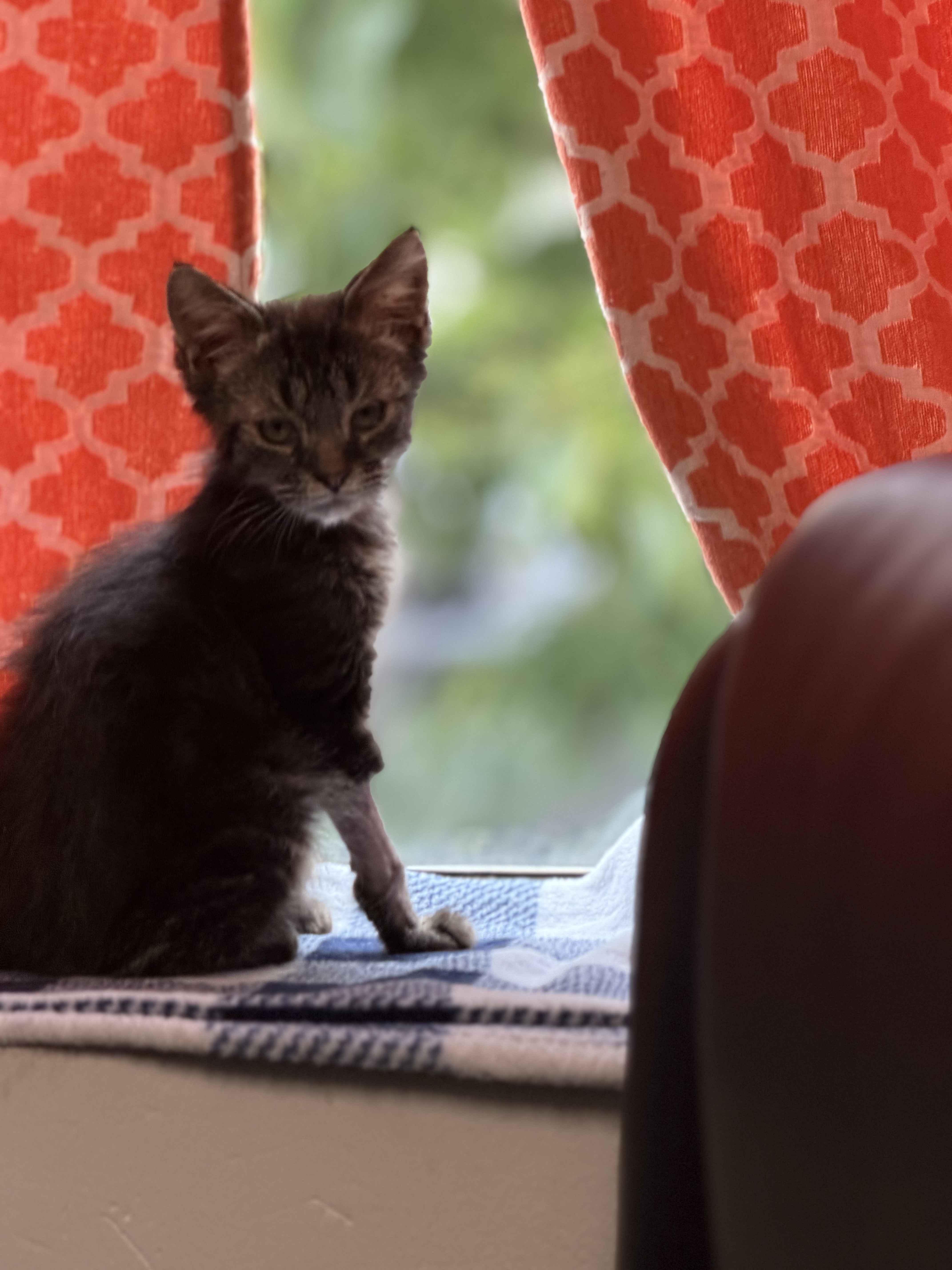 A baby medium-sized male Tabby (Brown / Chocolate) Domestic Short Hair cat named Jacob for adoption in Philadelphia, PA