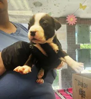 A baby medium-sized female Black Mixed Breed dog named Lizzie for adoption in Nashville, TN